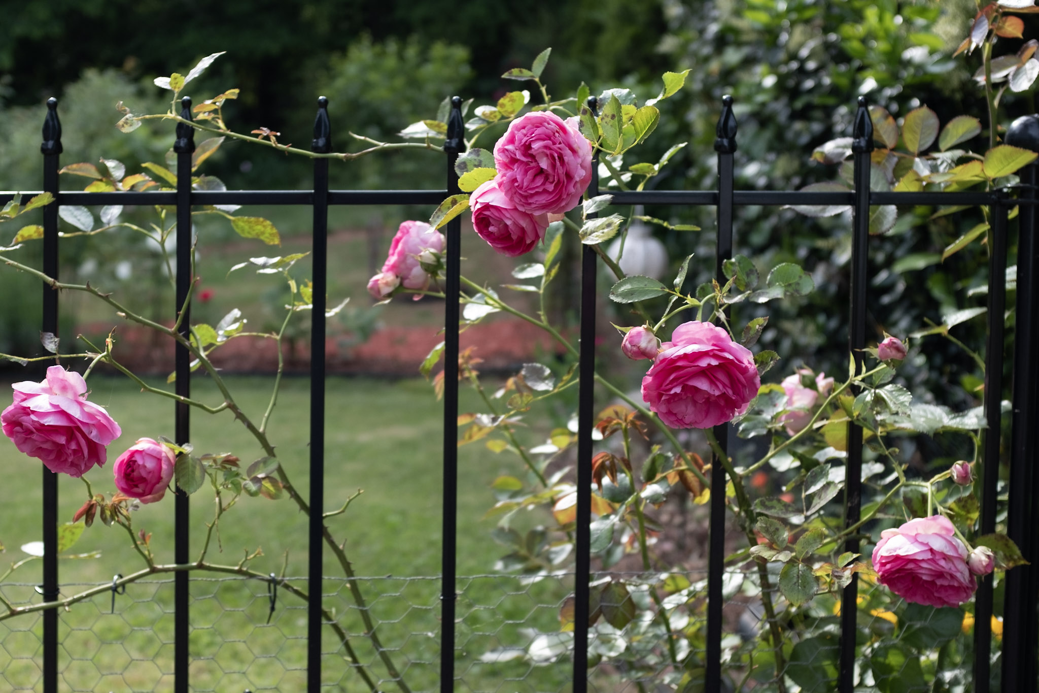 Rose on fence