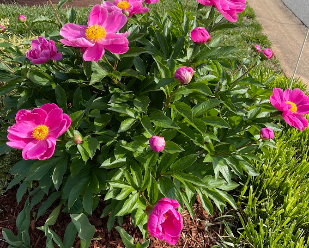 Garden highlight