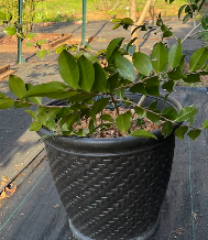 White Tea Tree in Pot
