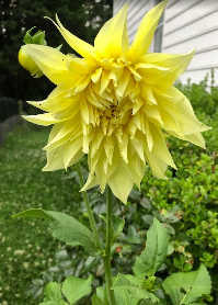 Dahlias