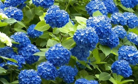 Deep Blue Hydrangea