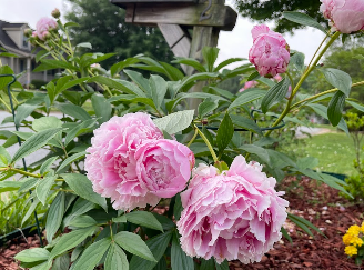 Pink Peonies