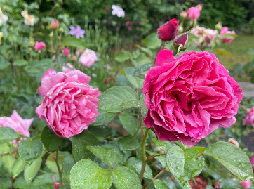 Dee-Lish Rose
