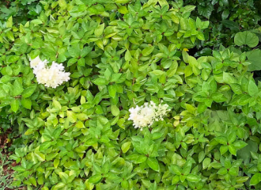 White Hydrangea