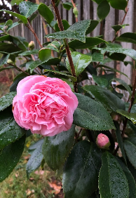 Debutante Camellia