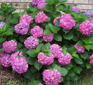Garden highlight