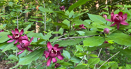 Aphrodite Sweetshrub