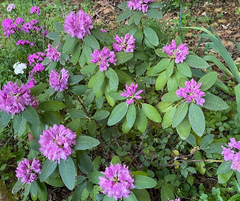 Purple Passion Rhododendron