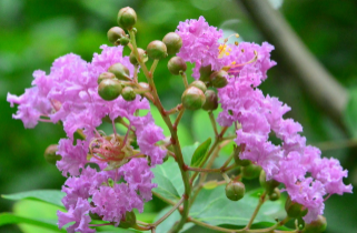 Crape Myrtle