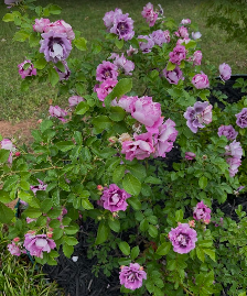 Easy on the Eyes Rose