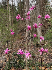 Garden highlight