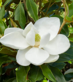 Southern White Magnolia