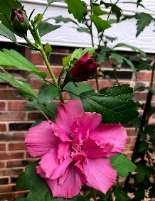 Rose of Sharon