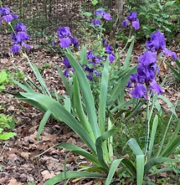 Purple Iris