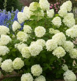 Moon Dance Hydrangea