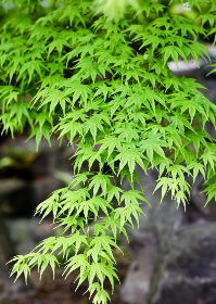 Garden highlight
