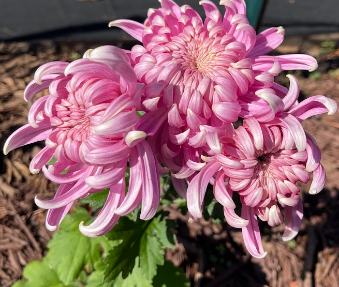 Chrysanthemum in autumn
