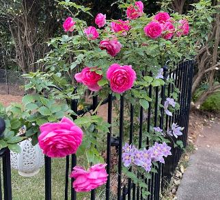 Pink Rose Eden and Clematis