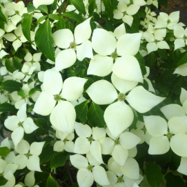 Dogwood