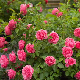 Leonardo Da Vinci Rose