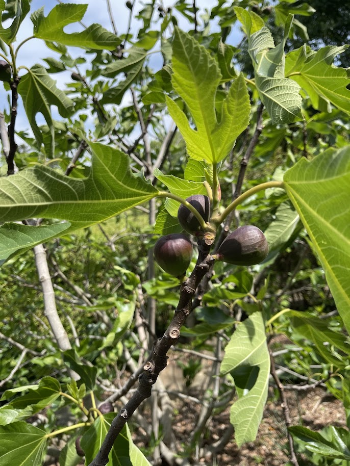 Fig Tree