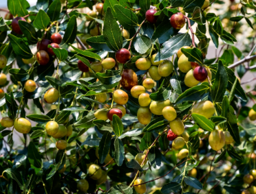 Jujube Date
