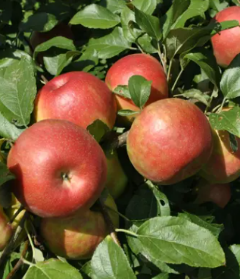 Honeycrisp Apple