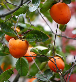 Hachiya Persimmon