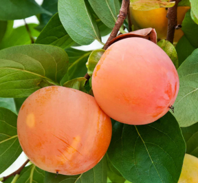 Fuyu Persimmon
