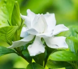 Gardenias