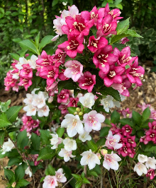 Weigela Florida