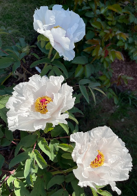 Peony Tree