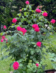 Garden highlight