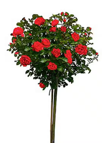 Miniature Rose Tree