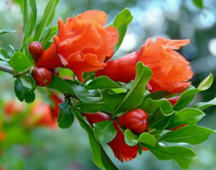 Pomegranate