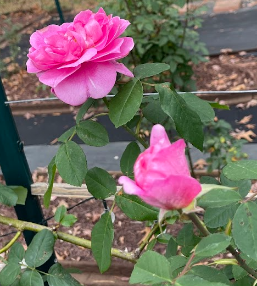 Princess Anne Rose