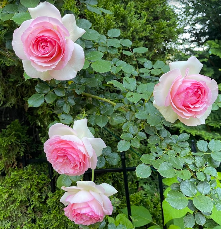 Eden Climber rose