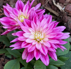 Short Dahlia
