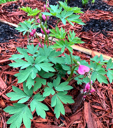 Bleeding Hearts