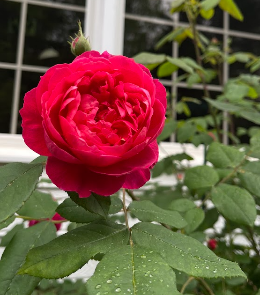 Laguna Rose