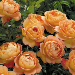 Garden highlight