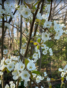 Pear Tree