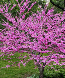 Chinese Redbud