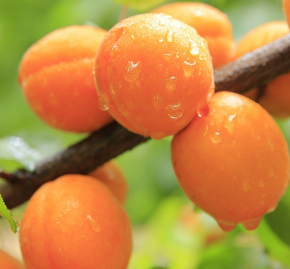 Apricot Tree