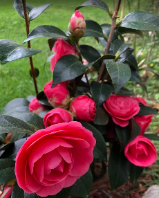 Camellias
